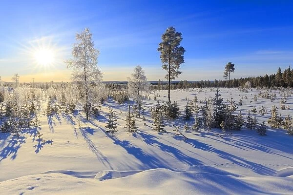 Vegetation covered with snow during the winter, Vittangi, Norbottens Ian, Lapland