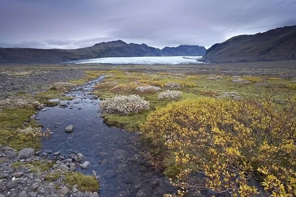 Vegetation at foot of retreating Skaftafellsjokull glacier, Skaftarell National Park
