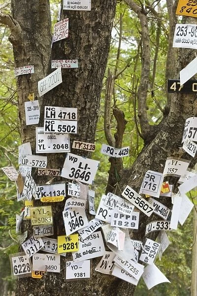 Vehicle numbers of pilgrims pinned to a tree in this sacred town, popular with all religions, Kataragama, South East, Sri Lanka, Asia