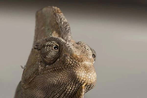 Veiled chameleon (Yemen chameleon) (Chamaeleo Calyptratus), captive, United Kingdom
