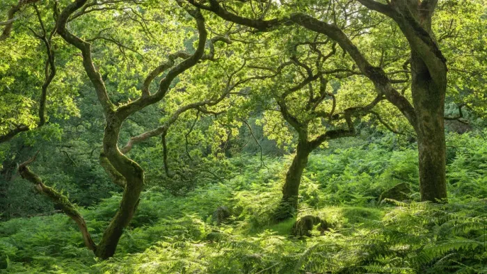 Framed Print : Verdant deciduous woodland in summertime, Dartmoor National Park, Devon, England, United Kingdom, Europe Framed Print : Verdant deciduous woodland in summertime, Dartmoor National Park, Devon, England, United Kingdom, Europe