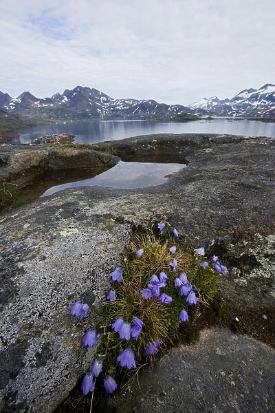 Vernal bloom, Ammassalik, Greenland, Arctic, Polar Regions