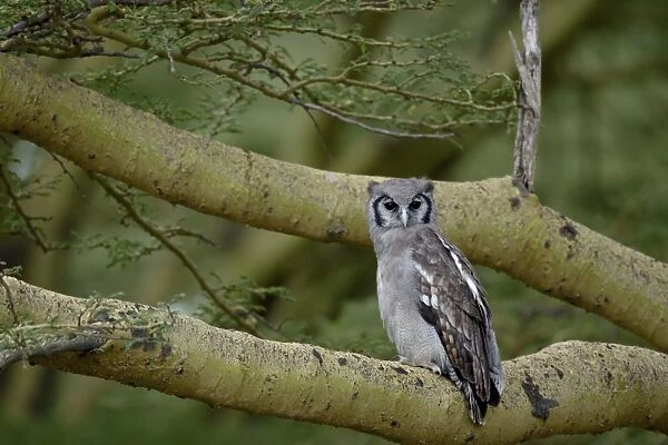 Verreauxs eagle owl (giant eagle owl) (Bubo lacteus), Lake Nakuru National Park