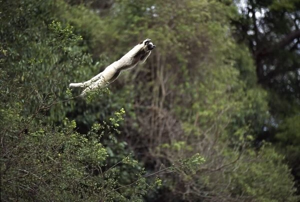 Verreauxs Sifaka (Propithecus verreauxi) leaping from a tree, Berenty Reserve