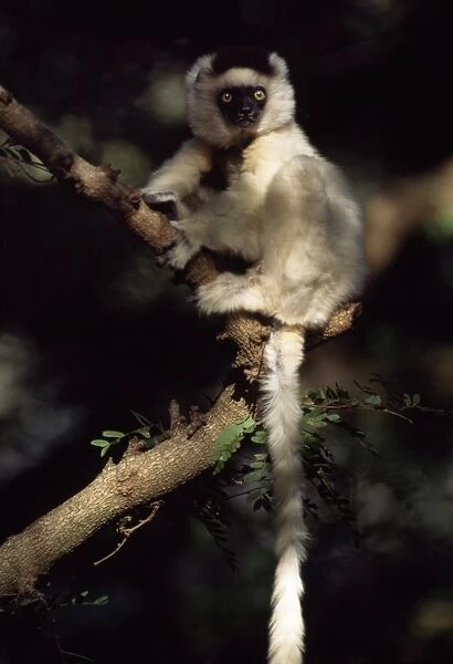 Verreauxs Sifaka (Propithecus verreauxi) sitting on tree, Berenty Reserve