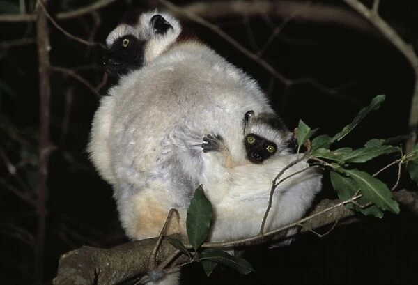 Verreauxs Sifaka (Propithecus verreauxi) mother with baby clinging to her back