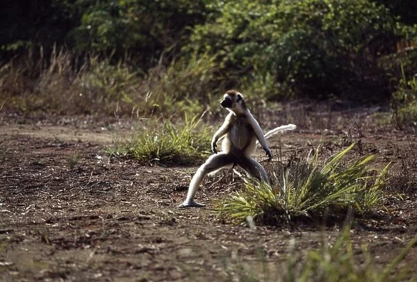 Verreauxs Sifaka (Propithecus verreauxi) male hopping on ground, Berenty Reserve