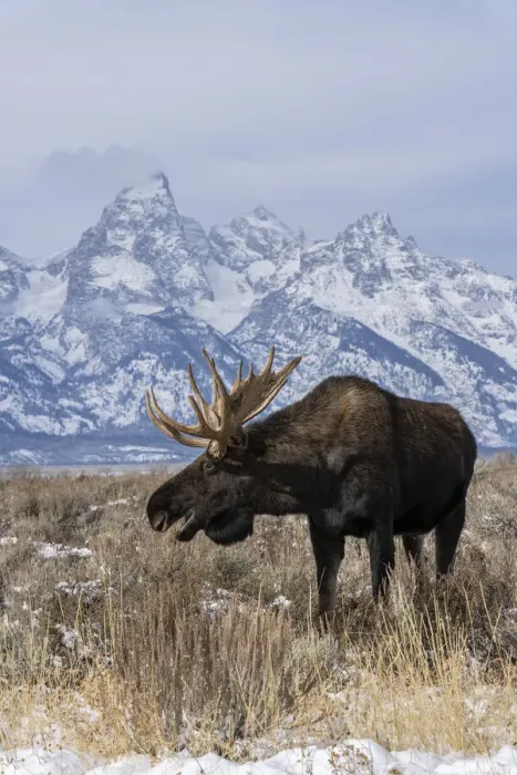 Framed Print : Vertical of bull moose (Alces alces), in front Grand Teton peak Framed Print : Vertical of bull moose (Alces alces), in front Grand Teton peak