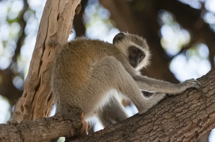 Framed Print : Vervet monkey (Cercopithecus aethiops), Chobe National Park, Botswana, Africa Framed Print : Vervet monkey (Cercopithecus aethiops), Chobe National Park, Botswana, Africa