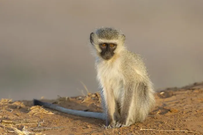Framed Print : Vervet monkey (Cercopithecus aethiops), Kruger National Park, South Africa, Africa Framed Print : Vervet monkey (Cercopithecus aethiops), Kruger National Park, South Africa, Africa