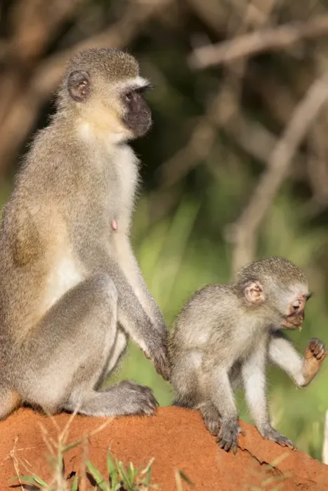 Framed Print : Vervet monkey (Cercopithecus aethiops), with baby, Kruger National Park Framed Print : Vervet monkey (Cercopithecus aethiops), with baby, Kruger National Park