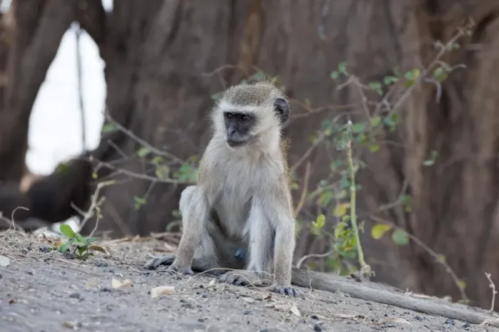 Framed Print : Vervet monkey (Cercopithecus aethiops), Chobe National Park, Botswana, Africa Framed Print : Vervet monkey (Cercopithecus aethiops), Chobe National Park, Botswana, Africa