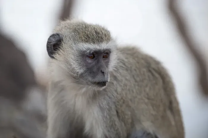 Framed Print : Vervet monkey (Cercopithecus aethiops), Chobe National Park, Botswana, Africa Framed Print : Vervet monkey (Cercopithecus aethiops), Chobe National Park, Botswana, Africa