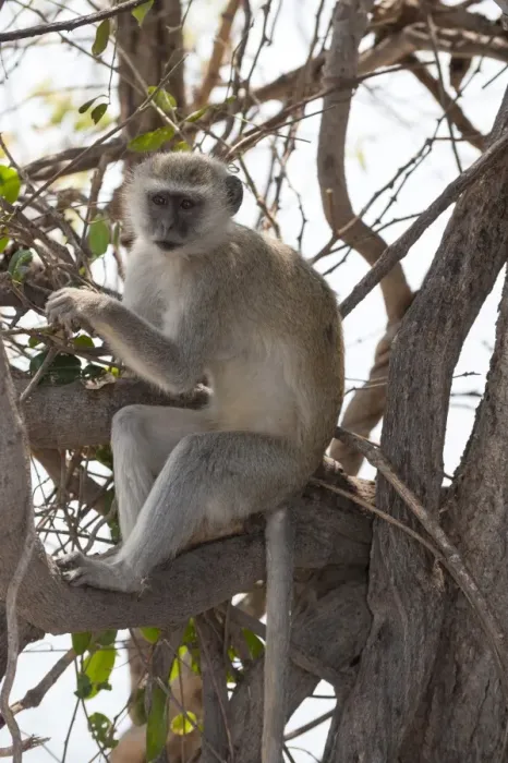 Framed Print : Vervet monkey (Cercopithecus aethiops), Chobe National Park, Botswana, Africa Framed Print : Vervet monkey (Cercopithecus aethiops), Chobe National Park, Botswana, Africa