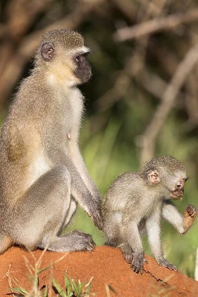 Vervet monkey (Cercopithecus aethiops), with baby, Kruger National Park