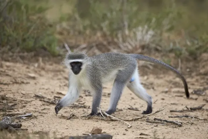 Framed Print : Vervet monkey (Chlorocebus aethiops), Mountain Zebra National Park, South Africa, Africa