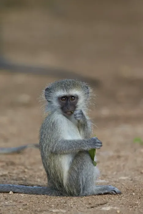 Framed Print : Vervet monkey (Chlorocebus aethiops), juvenile, Kruger National Park, South Africa Framed Print : Vervet monkey (Chlorocebus aethiops), juvenile, Kruger National Park, South Africa