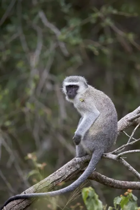Framed Print : Vervet monkey (Chlorocebus aethiops), Kruger National Park, South Africa, Africa Framed Print : Vervet monkey (Chlorocebus aethiops), Kruger National Park, South Africa, Africa