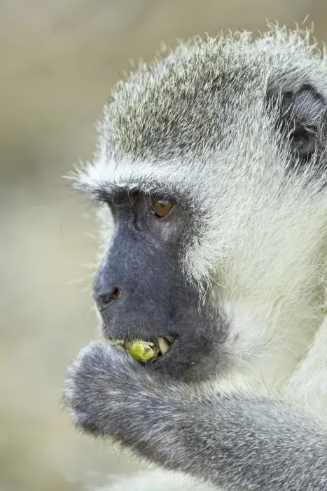 Framed Print : Vervet monkey (Chlorocebus aethiops)