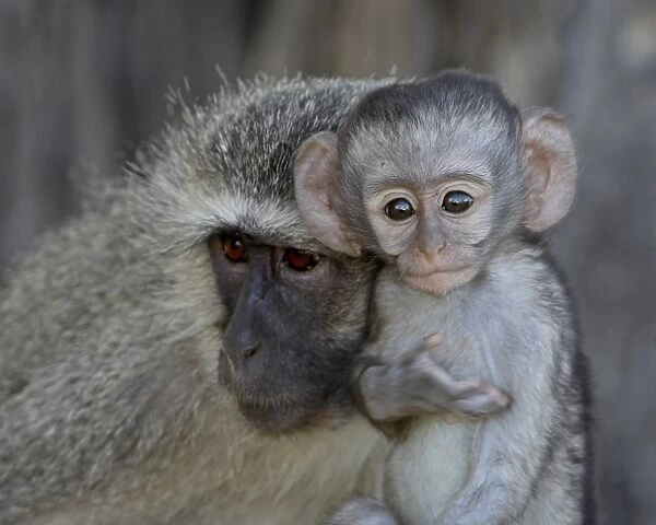 Vervet Monkey (Chlorocebus aethiops) infant and mother, Kruger National Park
