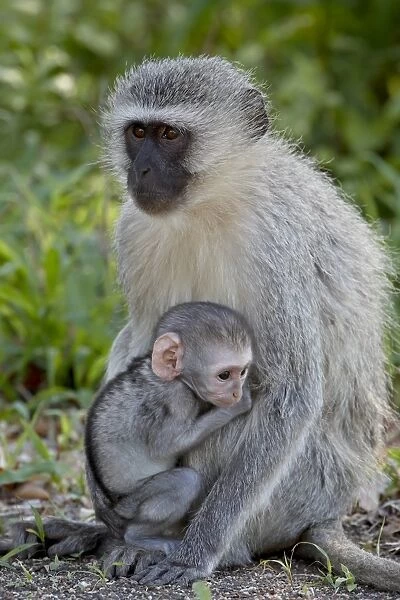 Vervet Monkey (Chlorocebus aethiops) mother and infant, Kruger National Park