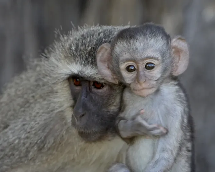 Framed Print : Vervet Monkey (Chlorocebus aethiops) infant and mother, Kruger National Park Framed Print : Vervet Monkey (Chlorocebus aethiops) infant and mother, Kruger National Park