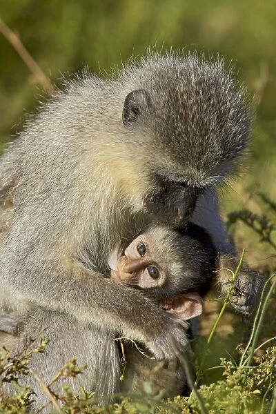 Vervet monkey (Chlorocebus aethiops) nursing