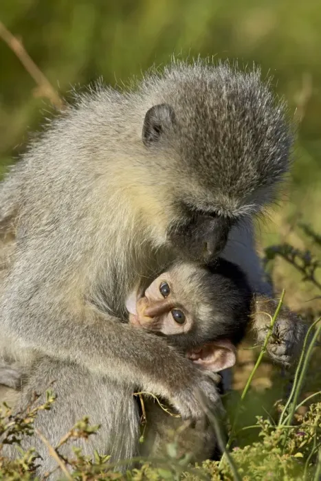 Framed Print : Vervet monkey (Chlorocebus aethiops) nursing Framed Print : Vervet monkey (Chlorocebus aethiops) nursing