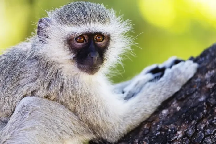Framed Print : Vervet monkey (Chlorocebus pygerythrus), Augrabies Falls National Park, Northern Cape Framed Print : Vervet monkey (Chlorocebus pygerythrus), Augrabies Falls National Park, Northern Cape