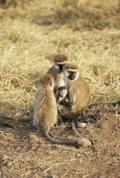 Vervet monkey with infant (Ceropithecus aethiops), Ngorongoro Crater, Tanzania