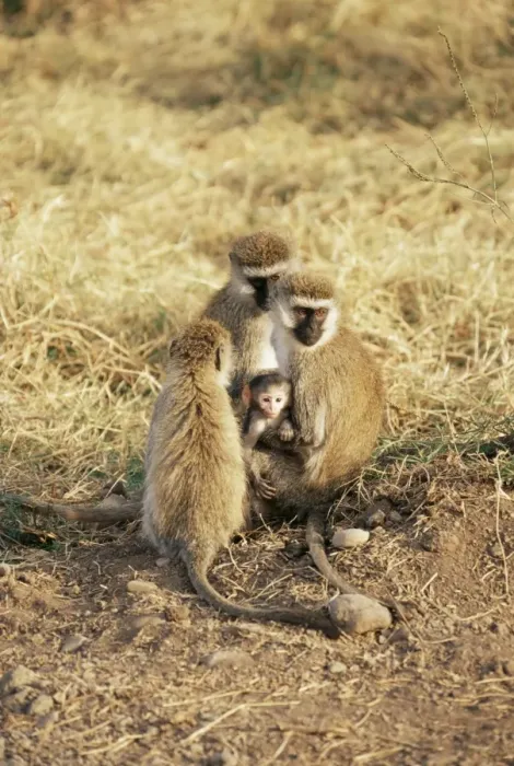 Framed Print : Vervet monkey with infant (Ceropithecus aethiops), Ngorongoro Crater, Tanzania Framed Print : Vervet monkey with infant (Ceropithecus aethiops), Ngorongoro Crater, Tanzania