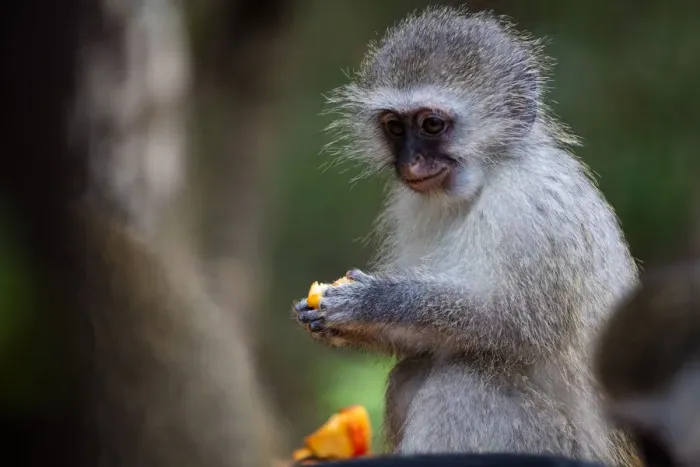 Framed Print : Vervet Monkey, in a South Africa Sanctuary, South Africa, Africa Framed Print : Vervet Monkey, in a South Africa Sanctuary, South Africa, Africa