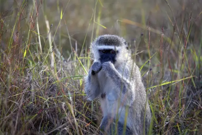Framed Print : Vervet monkey, Zimbabwe, Africa Framed Print : Vervet monkey, Zimbabwe, Africa