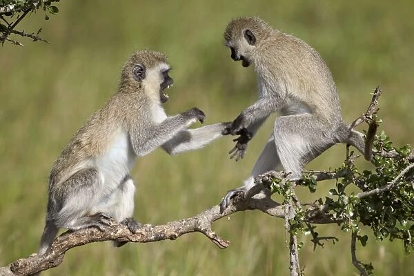 Two vervet monkeys (Chlorocebus aethiops) playing, Serengeti National Park, Tanzania, East Africa, Africa