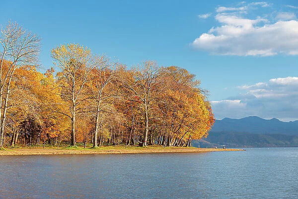 Vibrant autumn colors on Lake Toya, volcanic lake with trees on a sandy shore, Abuta, Hokkaido, Japan, Asia