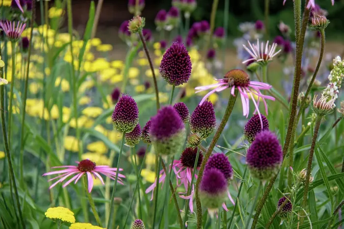 Framed Print : Vibrant garden with purple coneflowers (alliums) and yellow blooms, showcasing natural beauty and floral diversity at Kew Gardens, London, England, United Kingdom, Europe Framed Print : Vibrant garden with purple coneflowers (alliums) and yellow blooms, showcasing natural beauty and floral diversity at Kew Gardens, London, England, United Kingdom, Europe