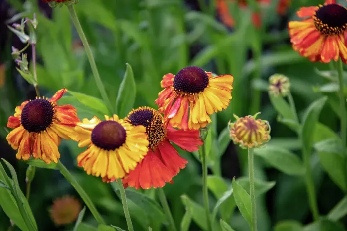 Framed Print : Vibrant orange and yellow heleniums with lush green foliage in a garden setting at Kew Gardens, London, England, United Kingdom, Europe Framed Print : Vibrant orange and yellow heleniums with lush green foliage in a garden setting at Kew Gardens, London, England, United Kingdom, Europe