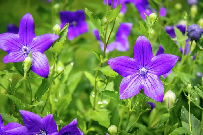 Framed Print : Vibrant purple bellflowers blooming in a lush green garden setting at Kew Gardens, London, England, United Kingdom, Europe Framed Print : Vibrant purple bellflowers blooming in a lush green garden setting at Kew Gardens, London, England, United Kingdom, Europe