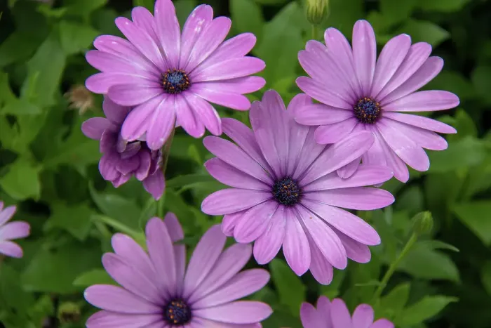 Framed Print : Vibrant purple daisies (osteospermum) with dew drops, nestled in lush green foliage at Kew Gardens, London, England, United Kingdom, Europe Framed Print : Vibrant purple daisies (osteospermum) with dew drops, nestled in lush green foliage at Kew Gardens, London, England, United Kingdom, Europe