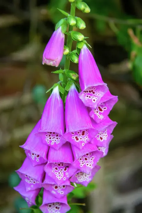 Framed Print : Vibrant purple foxglove flowers with spotted throats, in a natural garden setting at Kew Gardens, London, England, United Kingdom, Europe