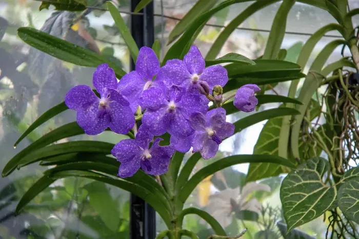 Framed Print : Vibrant purple orchids with green foliage in a greenhouse setting at Kew Gardens, London, England, United Kingdom, Europe Framed Print : Vibrant purple orchids with green foliage in a greenhouse setting at Kew Gardens, London, England, United Kingdom, Europe