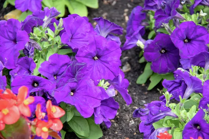 Framed Print : Vibrant purple petunias in bloom with green foliage, Kew Gardens, London, England, United Kingdom, Europe Framed Print : Vibrant purple petunias in bloom with green foliage, Kew Gardens, London, England, United Kingdom, Europe