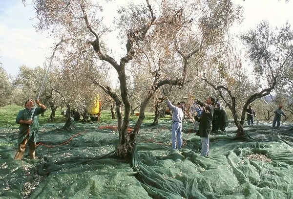 Vibrating the olives from the trees in the olive groves