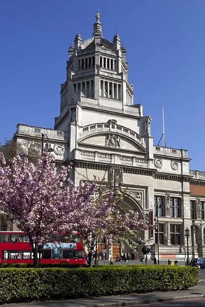 Victoria and Albert Museum with cherry blossom trees, Kensington, London, England, United Kingdom, Europe