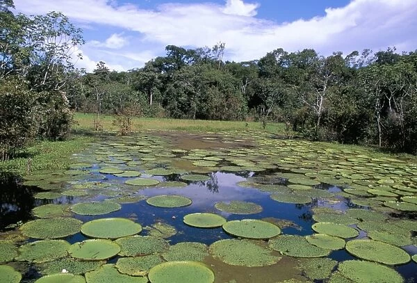 Victoria Amazonica (giant water-lily), Parque Ecologico do Janauary, Manaus