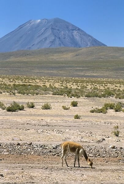 Vicuna grazing on altiplano desert