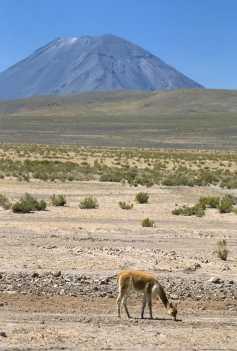 Framed Print : Vicuna grazing on altiplano desert Framed Print : Vicuna grazing on altiplano desert