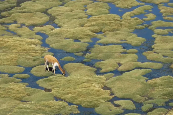 Framed Print : Vicuna grazing on moss at a spring, Parque Nacional de Lauca, Chile, South America Framed Print : Vicuna grazing on moss at a spring, Parque Nacional de Lauca, Chile, South America