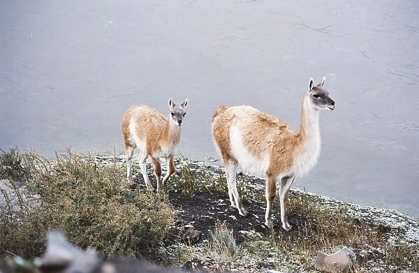 Vicuna mother and young, Torres del Paine, Chile, South America