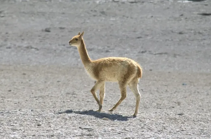 Framed Print : Vicuna wild on altiplano, southwest highlands, Bolviia, South America Framed Print : Vicuna wild on altiplano, southwest highlands, Bolviia, South America